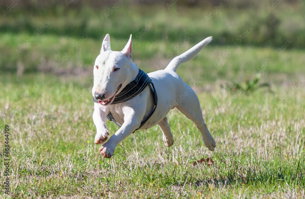 
White miniature bull terrier running.