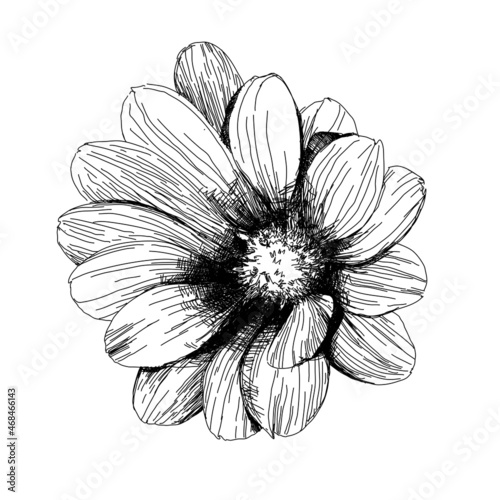 Vector drawing of osteospermum flower, botanical illustration. Black and white line illustration on a white background. Vector flower isolated on white. photo
