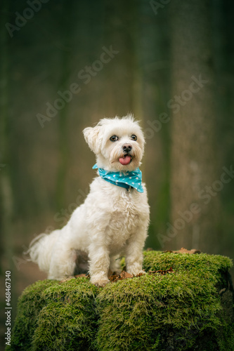 Vorwitziger Malteser-Hund auf Baumstumpf streckt die Zunge raus