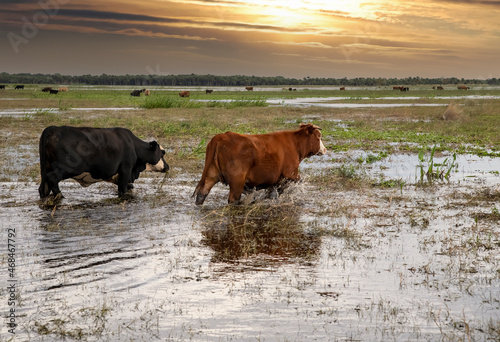 cows in a field © Marty Mac