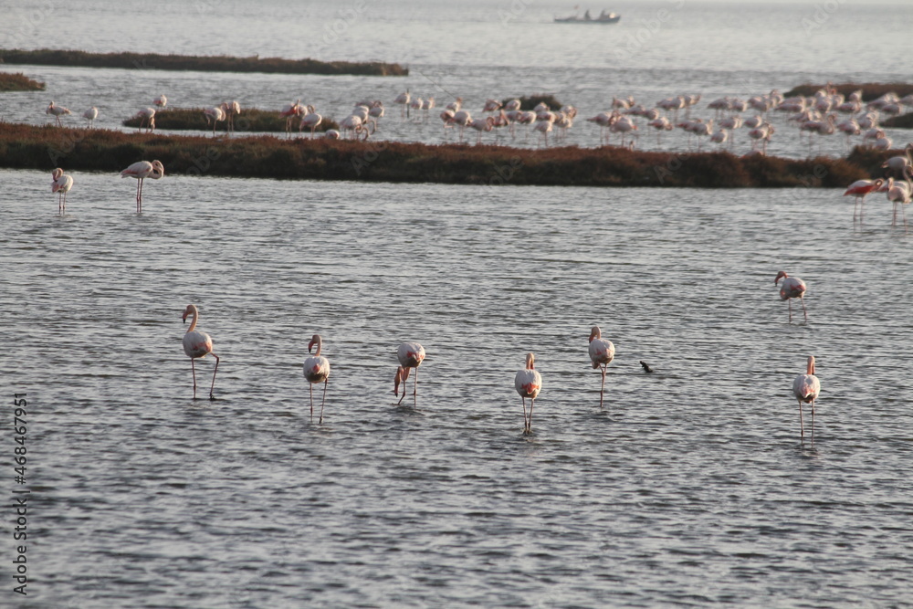Fototapeta premium Pink Flamingos