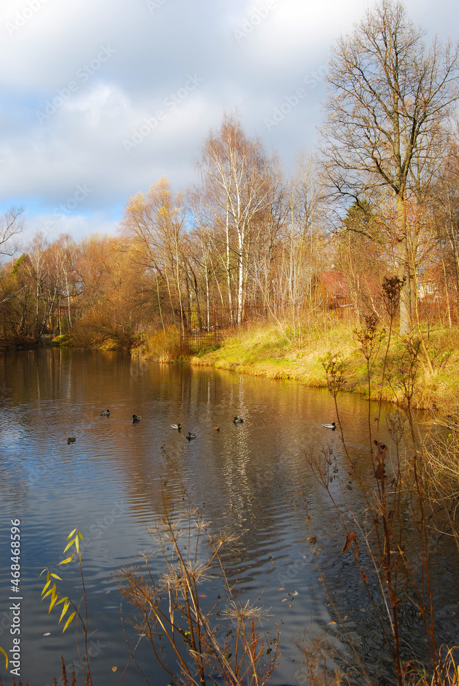 Forest lake in late autumn. Trees stand without leaves. Cloudy. The sun illuminates the transparent trees. Ducks swim on the lake.