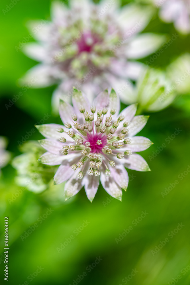 great masterwort, Astrantia major, flower in the mountain in spring
great masterwort, Astrantia major, flower in the mountain in spring