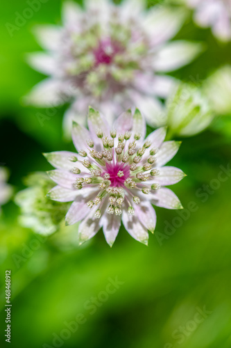 great masterwort  Astrantia major  flower in the mountain in spring 