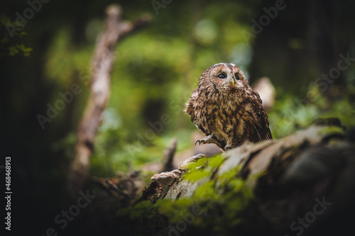 Tawny owl (Strix aluco) in dark forest. Tawny owl sits on dry tree. Tawny owl and forest background.