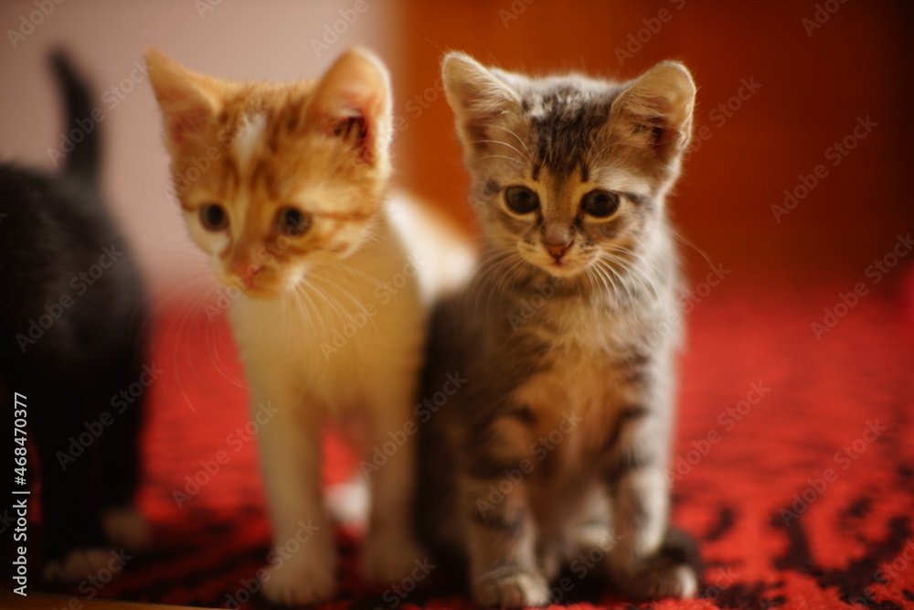 Two lovely kittens portrait on red carpet.