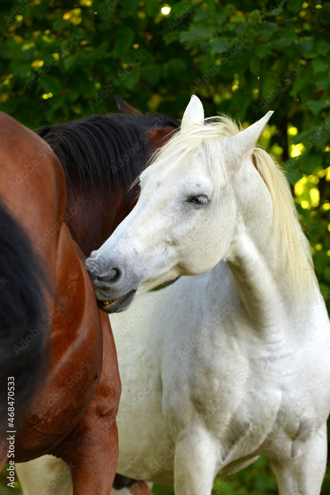 Pferdefreunde. Schöne Pferde auf der Wiese