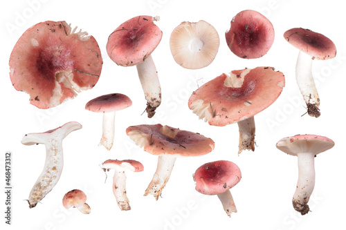 Red russula mushrooms isolated on white background
