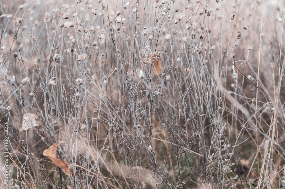 Wild field with flowers, delicate delicate plants on beautiful blurred background close-up. Autumn nature, dry yellowed plants. Wild field with flowers, delicate delicate plants on beautiful blurred background close-up. Autumn nature, dry yellowed plants.