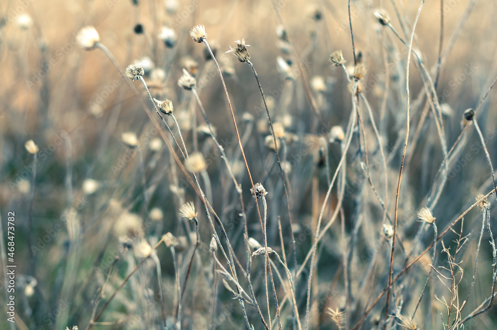 Obraz premium Wild field with flowers, delicate delicate plants on beautiful blurred background close-up. Autumn nature, dry yellowed plants.