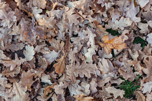 Dry oak leaves fallen on ground close-up, autumn background view from top