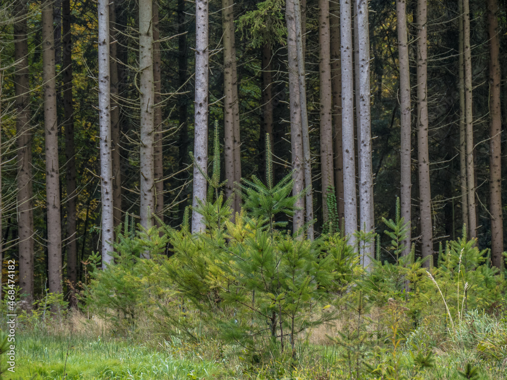 Wiederaufforstung durch anpflanzen von Jungbäumen im herbstlichen Mischwald Wiederaufforstung durch anpflanzen von Jungbäumen im herbstlichen Mischwald