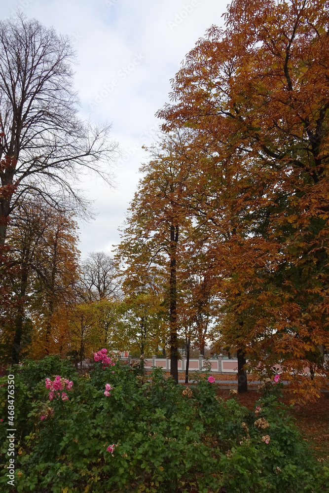Naklejka premium Autumn landscape in Kadriorg park in October. Pink roses bushes along with golden yellow trees foliage. Tallinn, Estonia. 2021