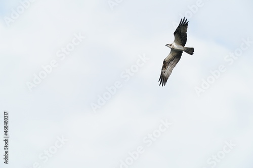 osprey  © Matthewadobe