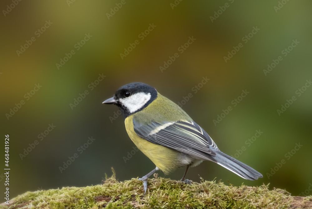 Great tit (Parus major) Adult perched on mossy branch - Surry, UK, October 2021 Great tit (Parus major) Adult perched on mossy branch - Surry, UK, October 2021