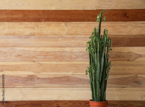 Big green cactus in pot near wooden wall