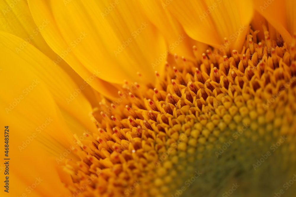 Sunflower super macro Sunflower super macro