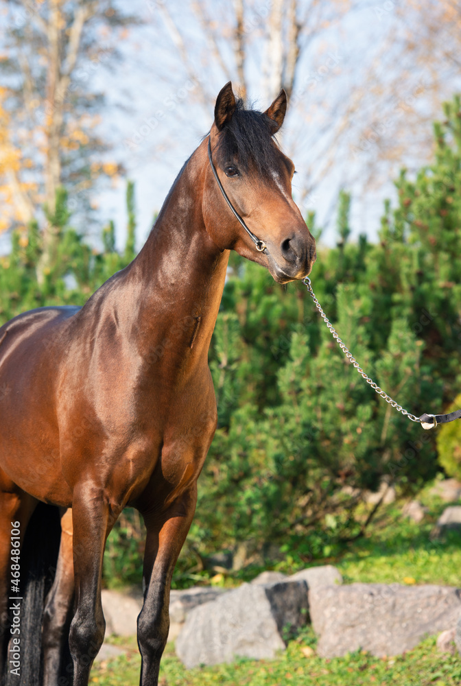 portrait of dark bay sportive welsh pony posing in nice garden. fall time portrait of dark bay sportive welsh pony posing in nice garden. fall time