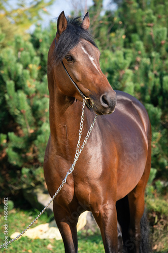 portrait of dark bay sportive welsh pony posing near pines