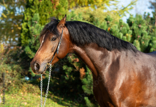 portrait of dark bay sportive welsh pony