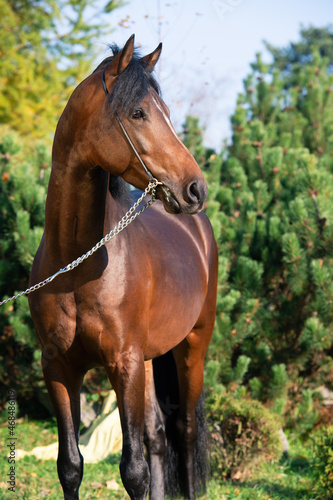 portrait of dark bay sportive welsh pony posing in nice stable gearden © anakondasp