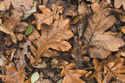 Texture of autumn oak leaves 