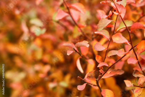 Branches of lush bush on autumn day, closeup