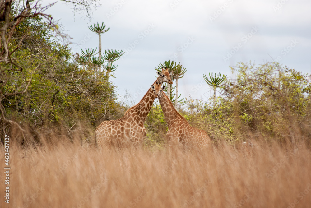 Fototapeta premium Two giraffes in savanna with cactus at the background and high grass