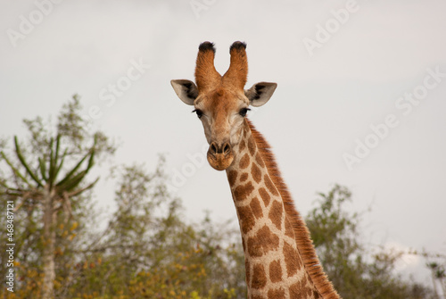 Giraffe looking directly at the camera