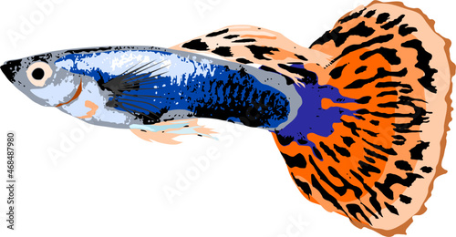 Vector of a guppy fish