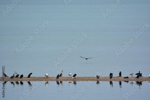 Rest birds © Tianhao