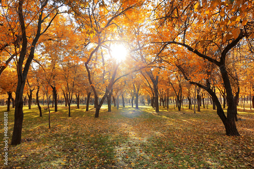 View of beautiful trees and fallen leaves in autumn park on sunny day
