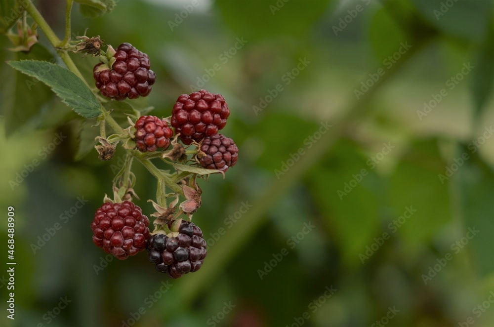 blackberry bush in the garden