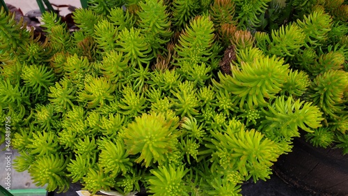 Fresh green angelina stonecrop plants  cropped shot