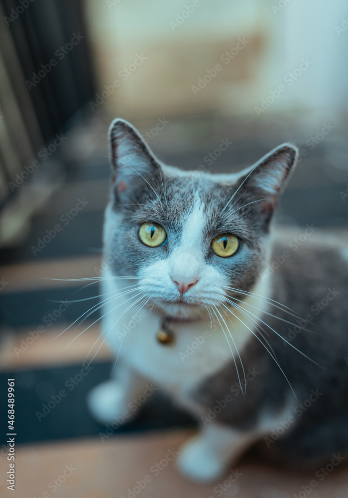 portrait of a cat eyes animal pet looking cute portrait of a cat eyes animal pet looking cute