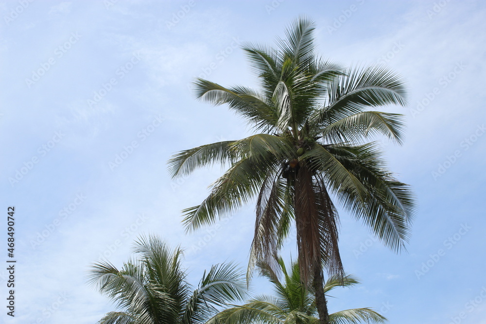 palm tree and blue sky palm tree and blue sky