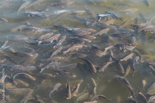 Industrial fish farming. School of fish in the water 