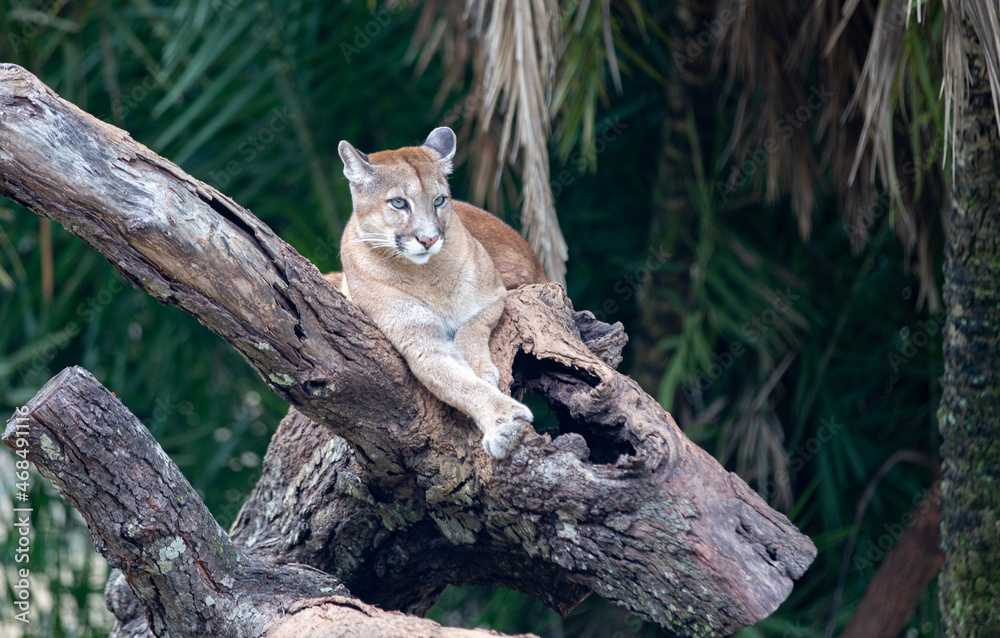 Puma or cougar lying on a tree trunk with rainforest vegetation in the background. selective focus Puma or cougar lying on a tree trunk with rainforest vegetation in the background. selective focus