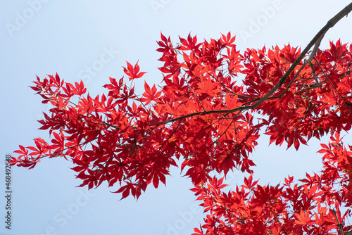 붉게 물든 단풍잎