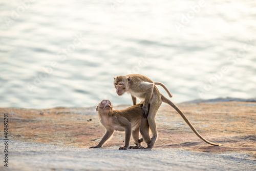 The background of monkeys  monkeys  food lovers  blurred backgrounds  which come from the swiftness of wildlife  often seen in mountains  zoos  or tourist attractions.