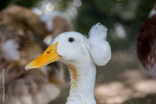 The white Crested is a breed of domestic duck. It was probably brought to Europe from the East Indies by Dutch ships. The crest is large and well centered on top of the skull.