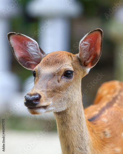 Close up shot of Sacred deer in Nara temple park  Japan