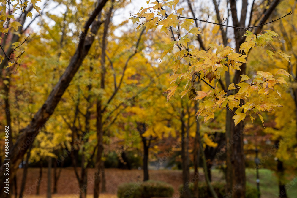 The scenery of the park where autumn rain and maple leaves fall The scenery of the park where autumn rain and maple leaves fall