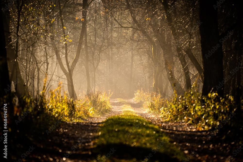 forest-lake-autumn-leaves-frost-jaworzno-poland-polska