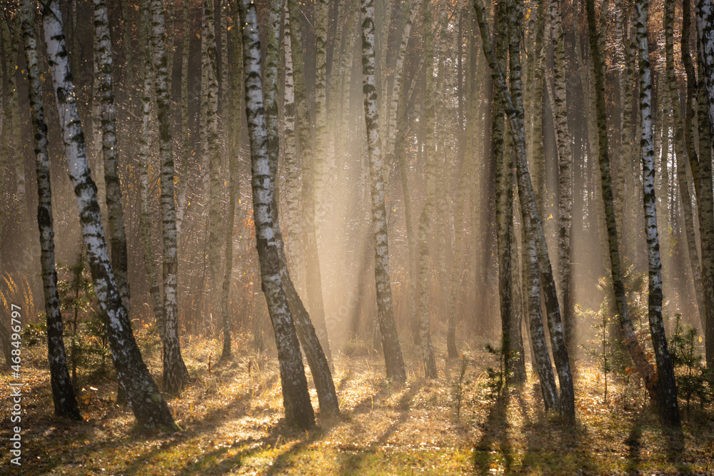 forest-lake-autumn-leaves-frost-jaworzno-poland-polska