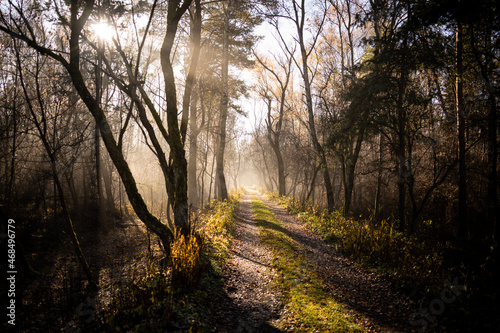 Fototapeta Naklejka Na Ścianę i Meble -  forest-lake-autumn-leaves-frost-jaworzno-poland-polska