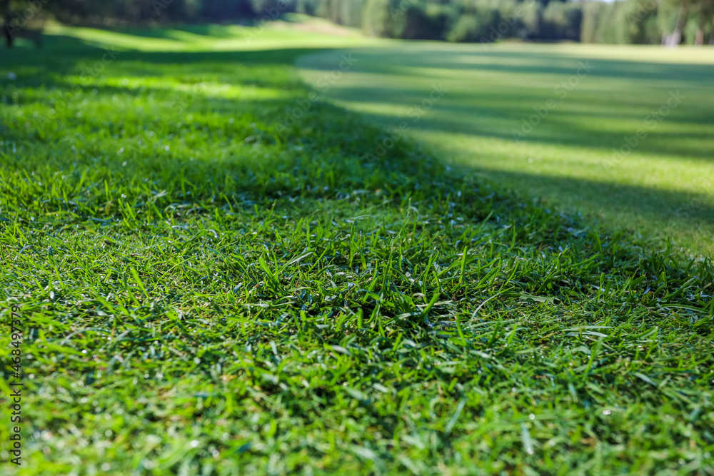 Green grass. Background. Golf course, shadows from trees on the grass. High quality photo