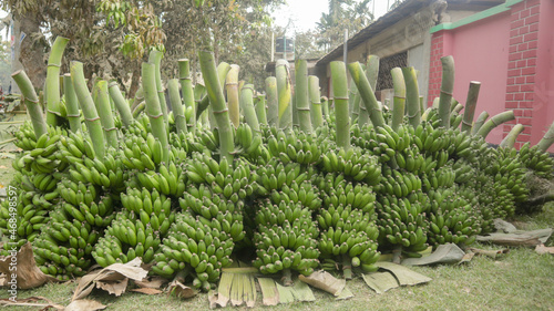 Lots of green banana kept on backyard before selling wholesale in market of Bangladesh