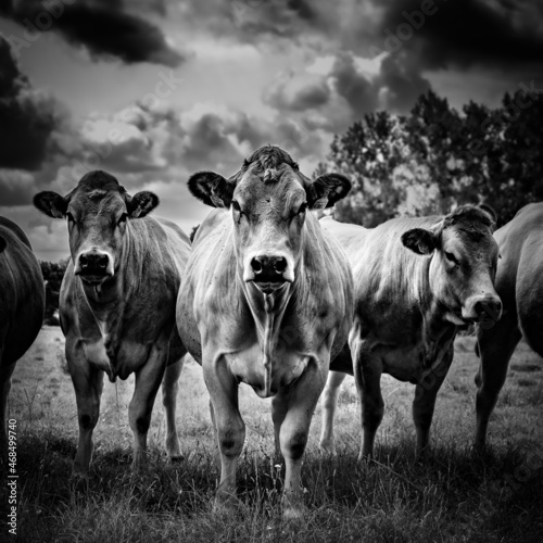 Tablou canvas Grayscale shot of a herd of cows standing in front of the camera