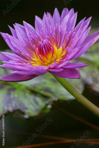 pink lotus flower